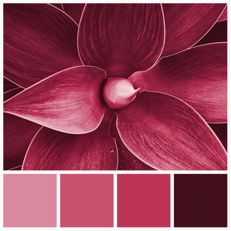 Color palette of agave plants colored by Viva Magenta tone 2023. Trendy pink and magenta swatches of similar coloursの写真素材
