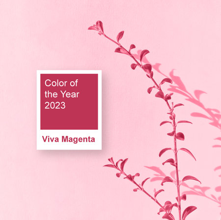 Small branch of plant against white wall background with shadow and reflection. Image toned in color of the year 2023 viva magentaの写真素材