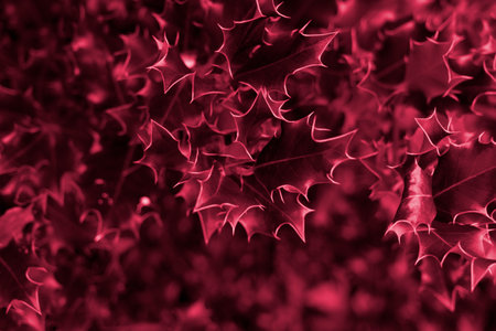 Shiny Holly closeup leaves with blurred background and copy space. Trendy natural Christmas backdrop...