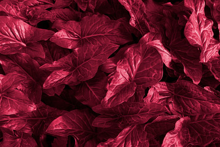 Pattern of triangular plant leaves. Natural floral background in monochrome color. Toned in color of year 2023 Viva Magentaの写真素材