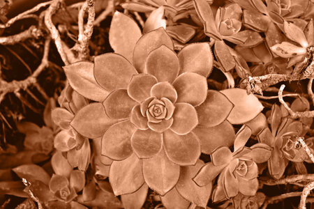 Closeup view of Aeonium haworthii Pinwheel rosette succulent plant in pot tinted in Peach fuzz color 2024の写真素材