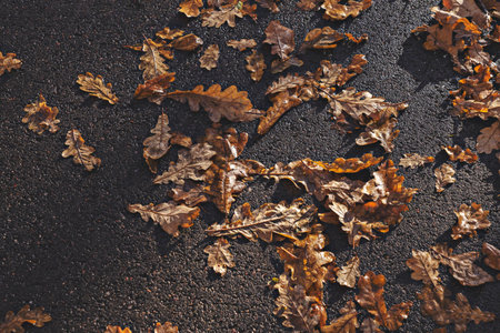 Closeup of wet oak leaves scattered on wet asphalt, capturing mood of autumn with rich textures and...