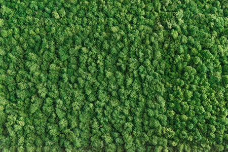 Natural moss-covered wall, texture, floral mossy background. Biophilia design indoors, full frame