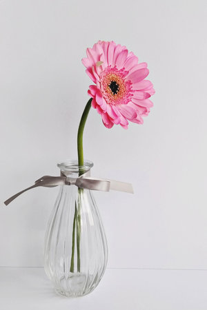 Single pink gerbera daisy in an elegant glass vase with a ribbon, minimalist and stylishの写真素材