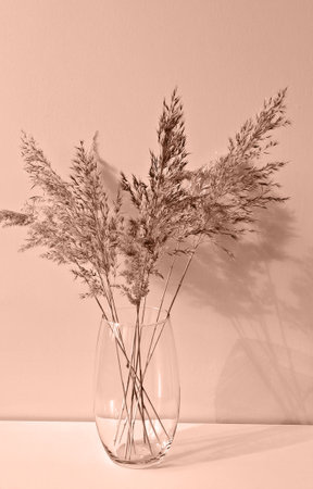 Mocha Mousse - color of year 2025. Dried pampas grass in glass vase against light backgroundの写真素材