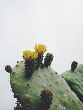 Close-up of green prickly pear cactus featuring blooming yellow flowers and spiny buds set against...