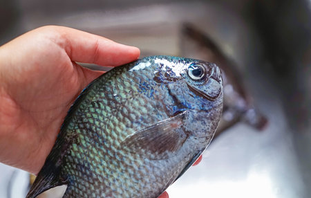 Closeup of hand holding freshly caught fish with shimmering blue-tinted scales, against a blurred...