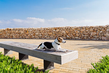 Jack Russell terrier Dog lying on wooden bench surrounded by greenery, with stone wall and blue sky in backgroundの写真素材