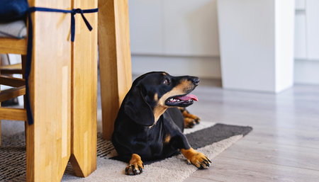 Black dachshund resting on rug in bright kitchen, surrounded by wooden furniture. Dog appears relaxed and content, showcasing homey atmosphereの写真素材