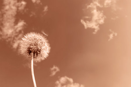 Close-Up of Dandelion with Floating Seeds Against Sky Backgroundの写真素材
