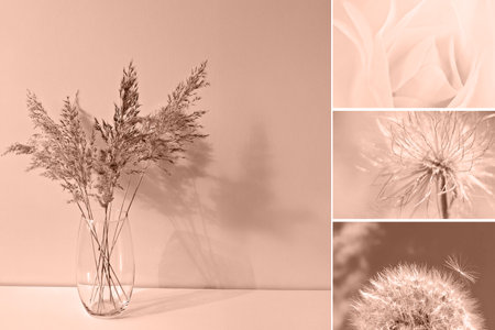 Collage highlighting dried pampas grass in vase, delicate roses, and dandelions in warm mocha mousse tones for natural and calming vibeの写真素材