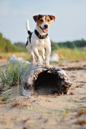 Dog exploring beach edges without leash. Walk fueling bright energy. Walk capturing dogs playful spirit, walk representing free bond between pet and environmentの写真素材