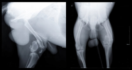 Veterinary x-ray scan highlights hip region in crisp grayscale, scan uncovering subtle joint...