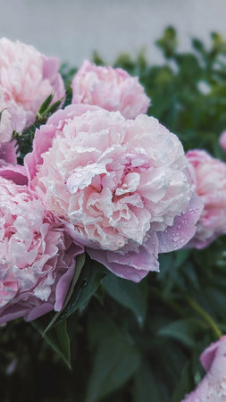 Textured petals of pink peonies stand out in frame, texture draws viewer into natural softness,...
