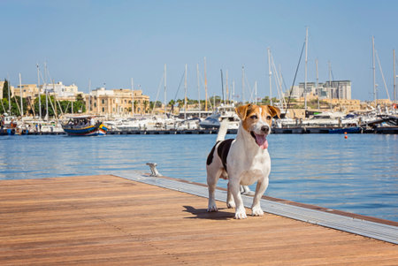 Small Jack Russell standing on wooden pier at marina, boats and masts behind, tongue out, sunny blue water, cheerful travel vibeの写真素材