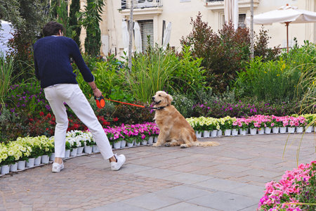 Owner trains golden retriever to sit in landscaped plaza with colorful flower beds and greenery, friendly spring vibeの写真素材