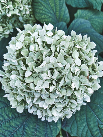 Round mophead hydrangea flower head in soft light with textured petals and green leaves creating...