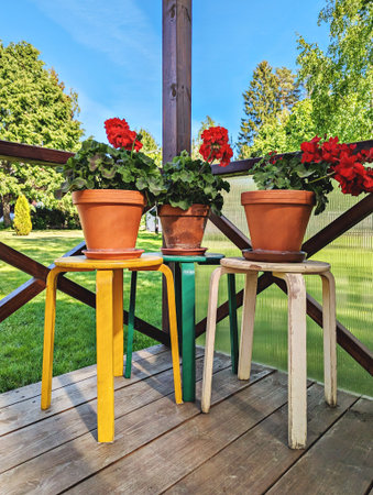 Bright red geraniums in terracotta pots arranged on colorful stools, rustic wooden porch with green lawn and trees, cheerful summer moodの写真素材