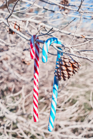 Striped candy canes and pine cone hanging on leafless branches outdoors in soft winter light, cheerful holiday detailの写真素材