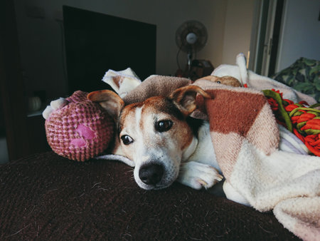 Dog rests beneath patterned throws beside plush companions, snug posture signaling deep calm, cozy...