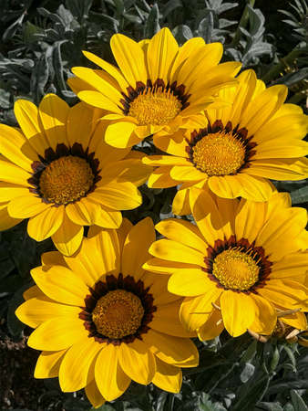 Yellow single nature flowers in gardenの素材