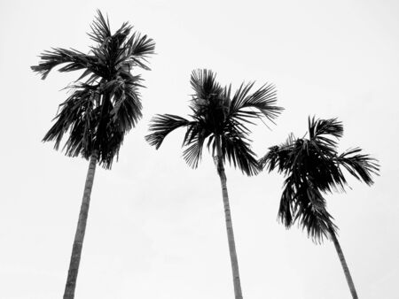 Palm trees against sky in black and whiteの写真素材
