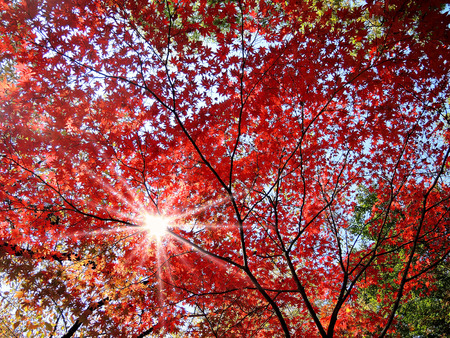 Colorful autumn red maple leaves with sun beam as backgroundの写真素材
