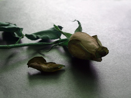 Close up of withered rose vintage styleの写真素材