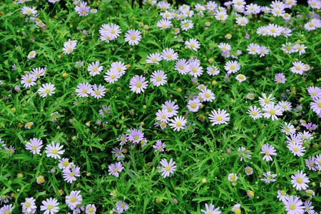 Field of purple daisies flowers as backgroundの写真素材