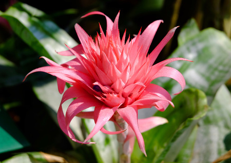 Blooming Aechmea fasciata (Silver vase or Urn plant) is a species of flowering plant in the bromeliad familyの写真素材