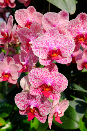 Streaked orchid flowers. Bouquet orchids flowers with green leaves nature background.の写真素材