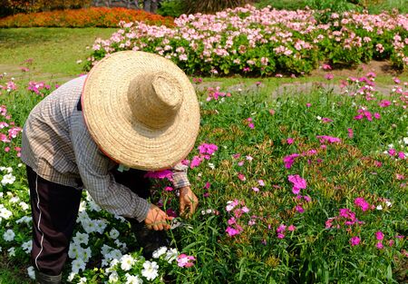 Gardener at work. Gardener trimming at flower garden.の写真素材