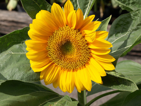Single yellow flower of a sunflower growing in the garden.の写真素材