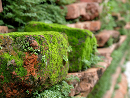 Green moss background beautiful in nature.Closeup of moss on brick wallの写真素材