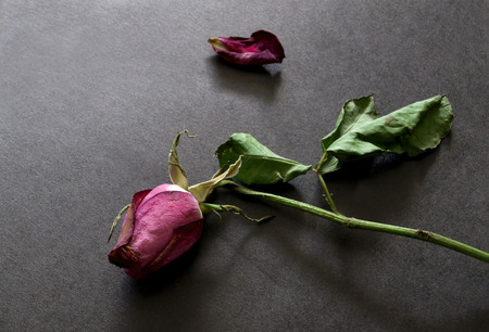 Dried rose and falling petal on dark background. Lost love and broken heart emotions concept.の写真素材