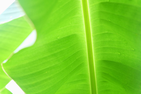 Green banana leaf abstract backgroundの写真素材