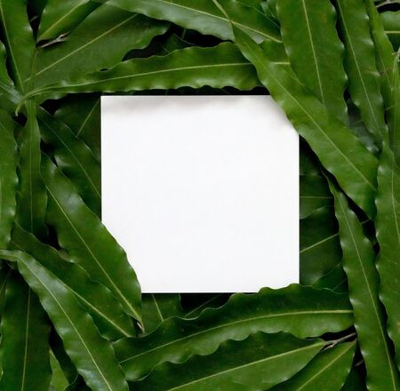 Flat lay creative layout made of green leaves with paper card note. Nature conceptの写真素材