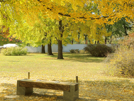 Park bench in a gorgeous autumn parkの写真素材