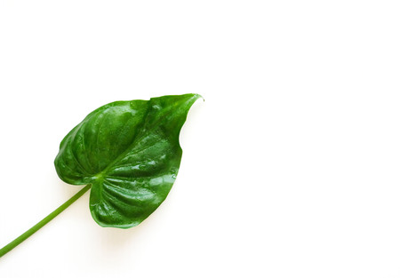 Tropical green leave with water drop on white background. flat lay, top viewの写真素材