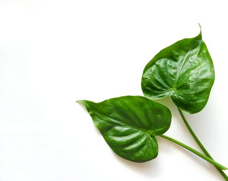 Tropical green leaves, leaf branches on white background. flat lay, top viewの写真素材