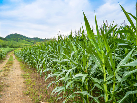 Rows of plantation green corn field with bright blue skyの写真素材