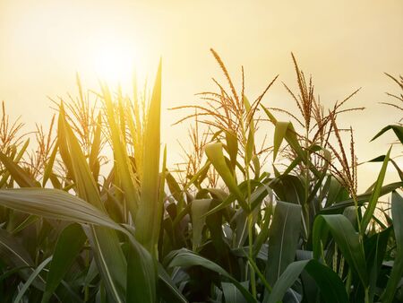 Corn field have flowers crane in morning sun light.の写真素材