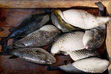 Puffer fish or blowfish sell in fish market. There is no known antidote for its poisonous liver.