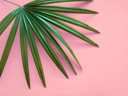Tropical green leave on pink background. Minimal art designの写真素材