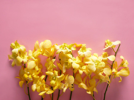 Blooming yellow orchids on pink background. Flowers minimal concept idea.の写真素材