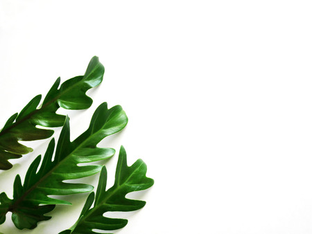 Tropical green leaves on white background with copy space. Nature conceptの写真素材