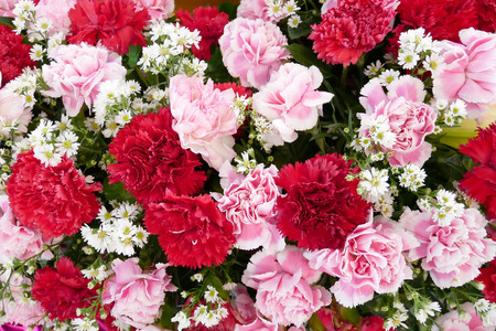 Wedding colorful flowers background. Decoration made of red and pink carnations.の写真素材