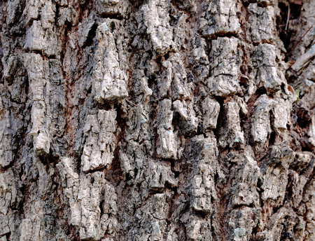 Texture of bark tree use as natural background.の写真素材
