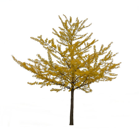 Isolated yellow ginkgo tree on white background.の写真素材