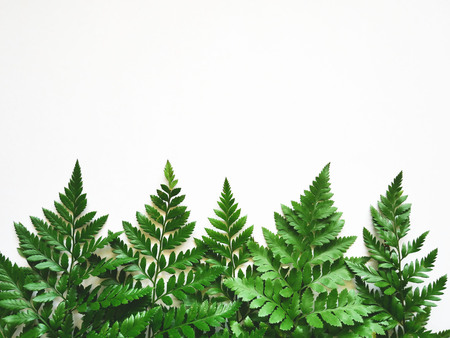 Green fern leaves on white background. Flat lay. Nature concept.の写真素材